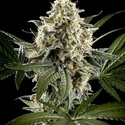 Sunset Sherbet Go Fast (Kannabia) feminized