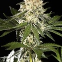 Sunset Sherbet Go Fast (Kannabia) feminized