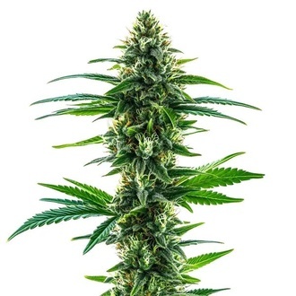 Khalifa Kush (Blimburn Seeds) feminized