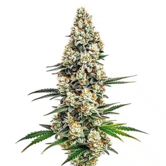 Stardawg (Blimburn Seeds) feminized
