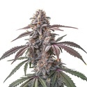 Pinkman Goo (Blimburn Seeds) feminized