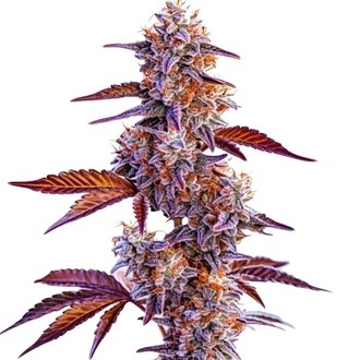 Trop Cherry (Blimburn Seeds) feminized