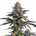 Glitter Bomb (Blimburn Seeds) feminized