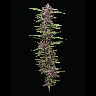 PPD (Humboldt Seed Company) feminized
