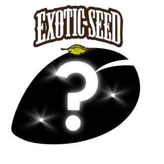 Feminized Mystery Seed 1 (Exotic Seed)