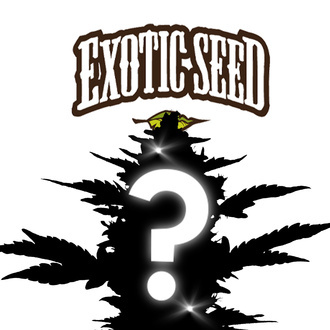 Feminized Mystery Seed 1 (Exotic Seed)