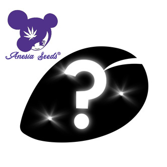 Autoflower Mystery Seed 1 (Anesia Seeds)