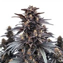 Indigo Sapphire (Blimburn Seeds) feminized