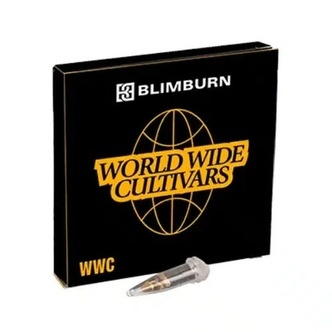 Permanent Marker x Banana Cream (Blimburn Seeds) feminized