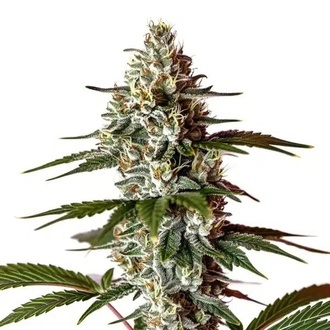 Permanent Marker x Banana Cream (Blimburn Seeds) feminized