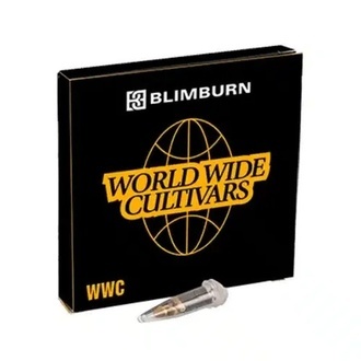 Whitethorn Rose x Ooze Extraction (Blimburn Seeds) feminized Whitethorn Rose x Ooze Extraction (Blimburn Seeds) feminized