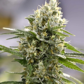 Lemon Haze Auto (Expert Seeds) feminized