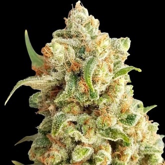 New York Diesel Auto (Expert Seeds) feminized New York Diesel Auto (Expert Seeds) feminized