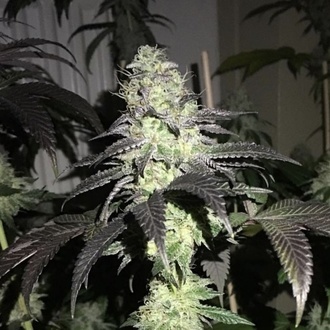 Do Z Dos (Pheno Finder) Feminized