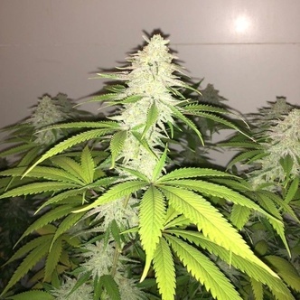 Simple Wedding Cake S1 (Pheno Finder) Feminized