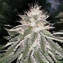 MAC 11 (Pheno Finder) Feminized