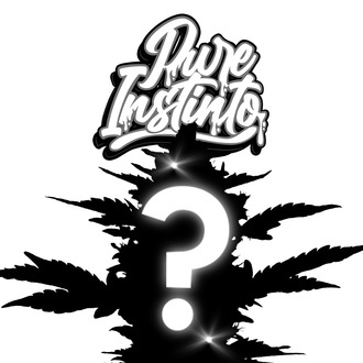 Feminized Mystery Seed 1 (Pure Instinto) Feminized Mystery Seed 1 (Pure Instinto)
