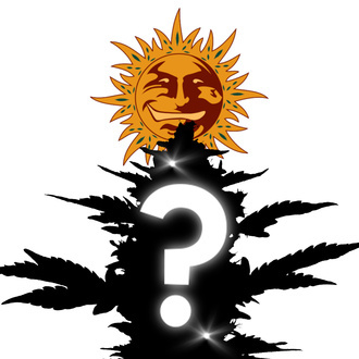 Autoflower Mystery Seed 1 (Barney's Farm)