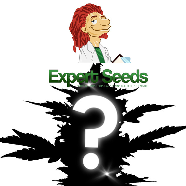 Feminized Mystery Seed 1 (Expert Seeds)