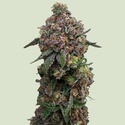 Cosmic Cheddar F1 (Royal Queen Seeds) feminized 
