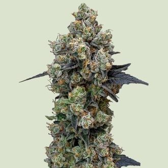 Orbital Banana F1 (Royal Queen Seeds) feminized 