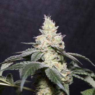Gary Payton (Vision Seeds) feminized