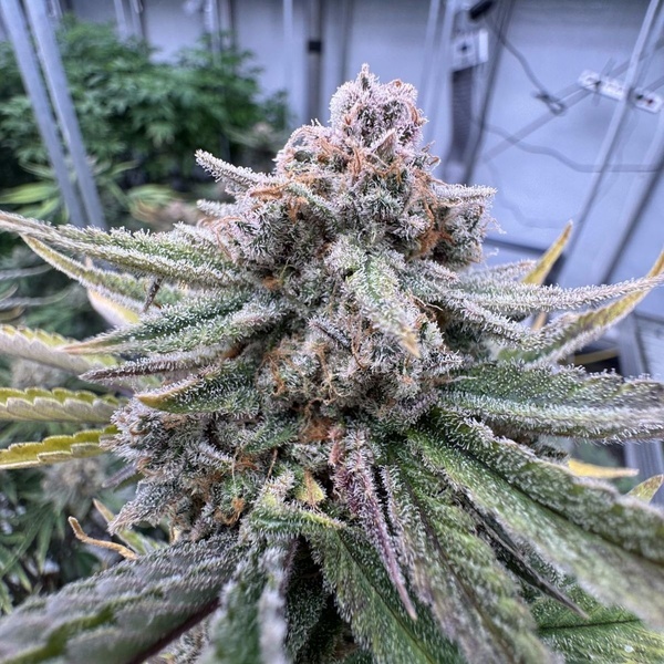 Cherry Cola Auto RF3 (FastBuds) feminized