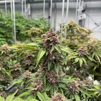 Cherry Cola Auto RF3 (FastBuds) feminized