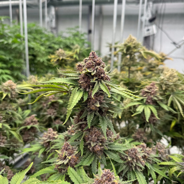 Cherry Cola Auto RF3 (FastBuds) feminized
