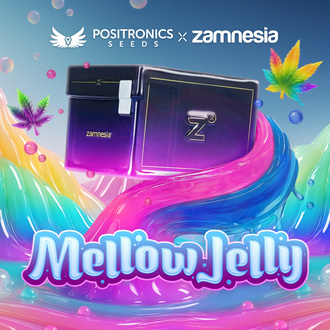 Mellow Jelly (Positronics Seeds x Zamnesia Seeds) feminized