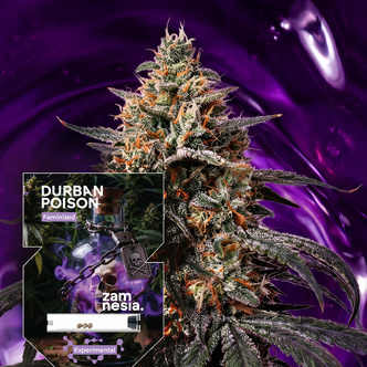 Durban Poison (Zamnesia Seeds) feminized