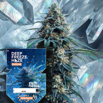 Deep Freeze Haze (Zamnesia Seeds) feminized