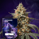 Lavender Autoflower (Zamnesia Seeds) feminized