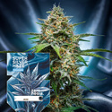 Super Silver Haze Autoflower (Zamnesia Seeds) feminized