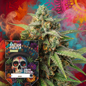 Sativa Fiesta (Zamnesia Seeds) feminized