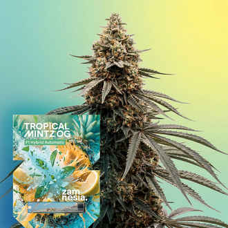 Tropical Mintz OG F1 Autoflower (Zamnesia Seeds) Feminized