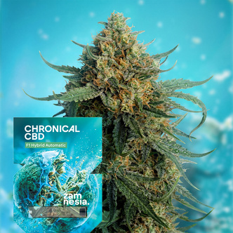 Chronical CBD F1 Autoflower (Zamnesia Seeds) Feminized