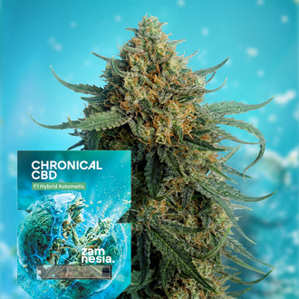 Chronical CBD F1 Autoflower (Zamnesia Seeds) Feminized