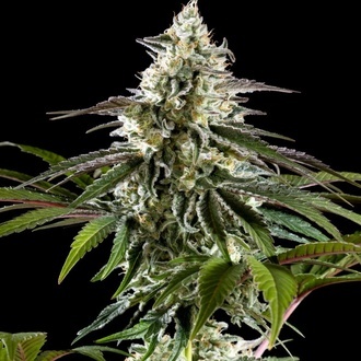 Mexican Sativa (Kannabia) Feminized