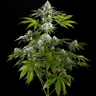 Mexican Sativa (Kannabia) Feminized