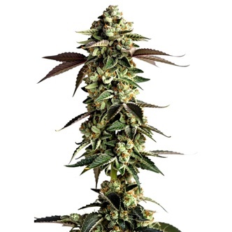 Blue Zushi (Growers Choice) feminized