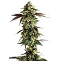 Blue Zushi (Growers Choice) feminized