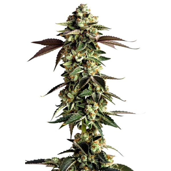 Blue Zushi (Growers Choice) feminized