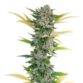 Gello Z (Growers Choice) feminized