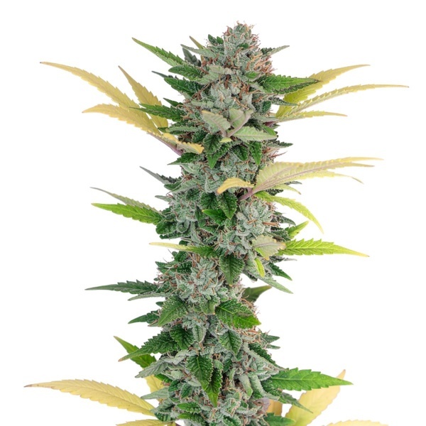 Gello Z (Growers Choice) feminized