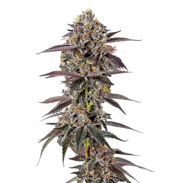 Lemon Cherry Mochi (Growers Choice) feminized