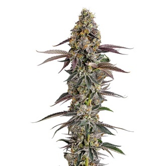 Platinum Mimosa Cookies (Growers Choice) feminized