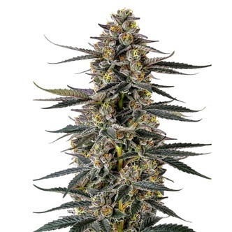 Triploid F1 Iced Sangria (Growers Choice) Feminized