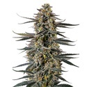 Triploid F1 Iced Sangria (Growers Choice) Feminized