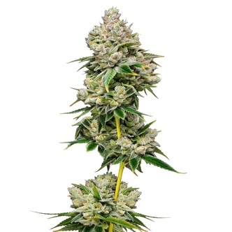 White Truffle Limited Edition (Growers Choice) feminized